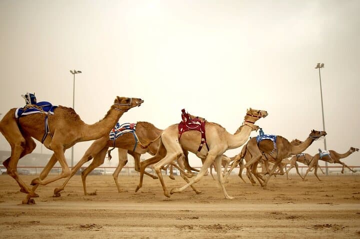 Qatar West Coast tour to Richard Serra Sculpture and Mushroom Rock Formation